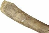 Hadrosaur (Edmontosaurus) Ischium Bone - Wyoming #232755-2